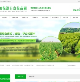陕西白皮松