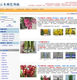 三禾大花蕙兰