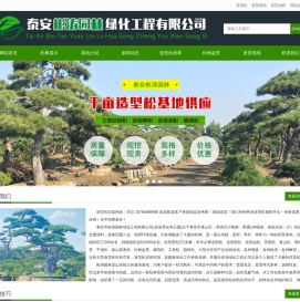 造型松