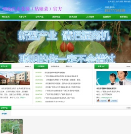 广西天等县农氏姑娘菜（赤苍藤）（姑娘菜）官方