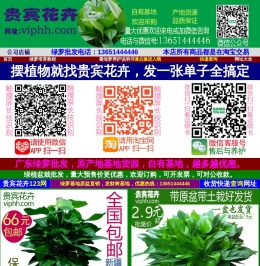 绿萝批发,广东绿萝基地,绿萝批发报价,绿萝批发价格