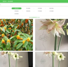 花卉绿植摄影图库