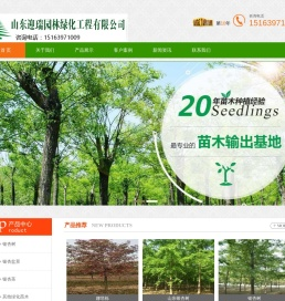 娜塔栎,银杏树价格,山东银杏树,山东银杏树价格