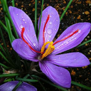 藏红花功效