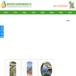 苦草网,矮生耐寒苦草,常绿大苦草,矮生苦草