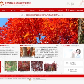 美国红枫