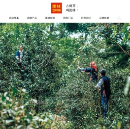 「雨林古树茶官网」古树茶