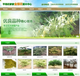 金银花苗