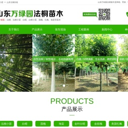 山东法桐苗
