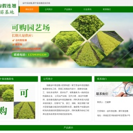 金叶假连翘
