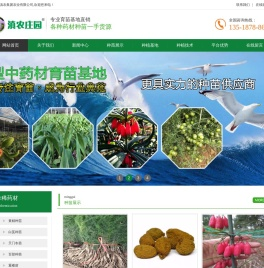 多花不倒苗黄精苗