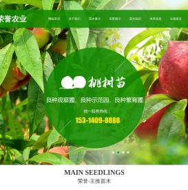 苹果苗