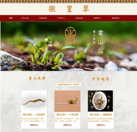 徽皇草霍山石斛
