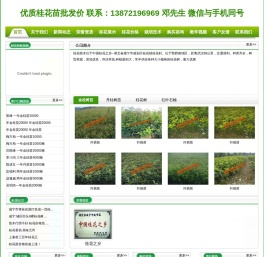 桂花苗