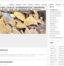 桑黄价格多少钱一斤