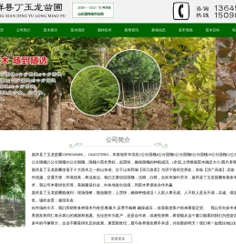 山东国槐