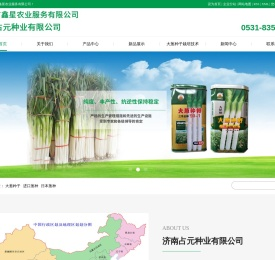 大葱种子