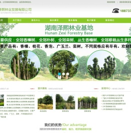 湖南益阳移栽全冠香樟树,丛生多杆,全冠朴树栾树,香橼树