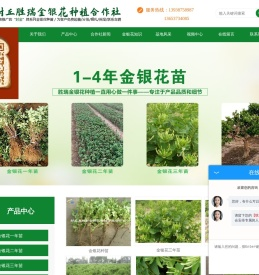 河南金银花苗