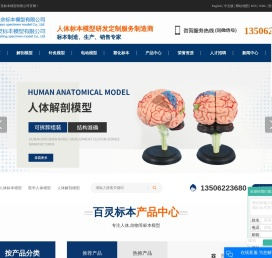 人体标本模型