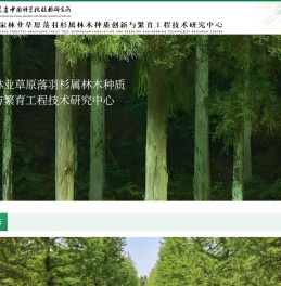中山杉研究网