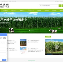 青贮玉米牛必乐