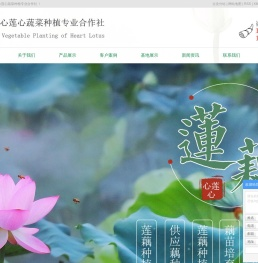 重庆莲藕采摘