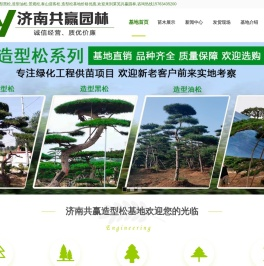 造型松