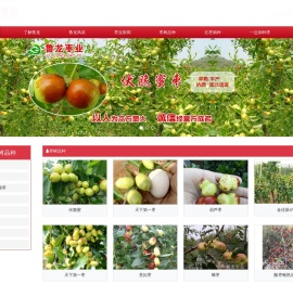 枣苗,冬枣苗,南方枣苗,金丝新4号枣苗,伏脆蜜枣苗,鲁龙枣业,兰陵县鲁龙林果园艺专业合作社
