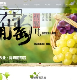 重庆葡萄采摘
