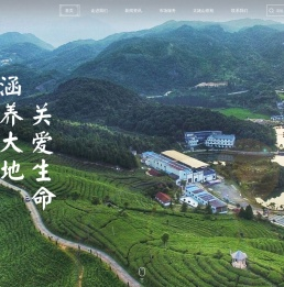 绿雪芽【官网】福鼎白茶