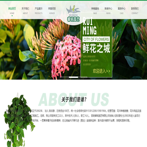 昆明盆栽批发/云南盆栽